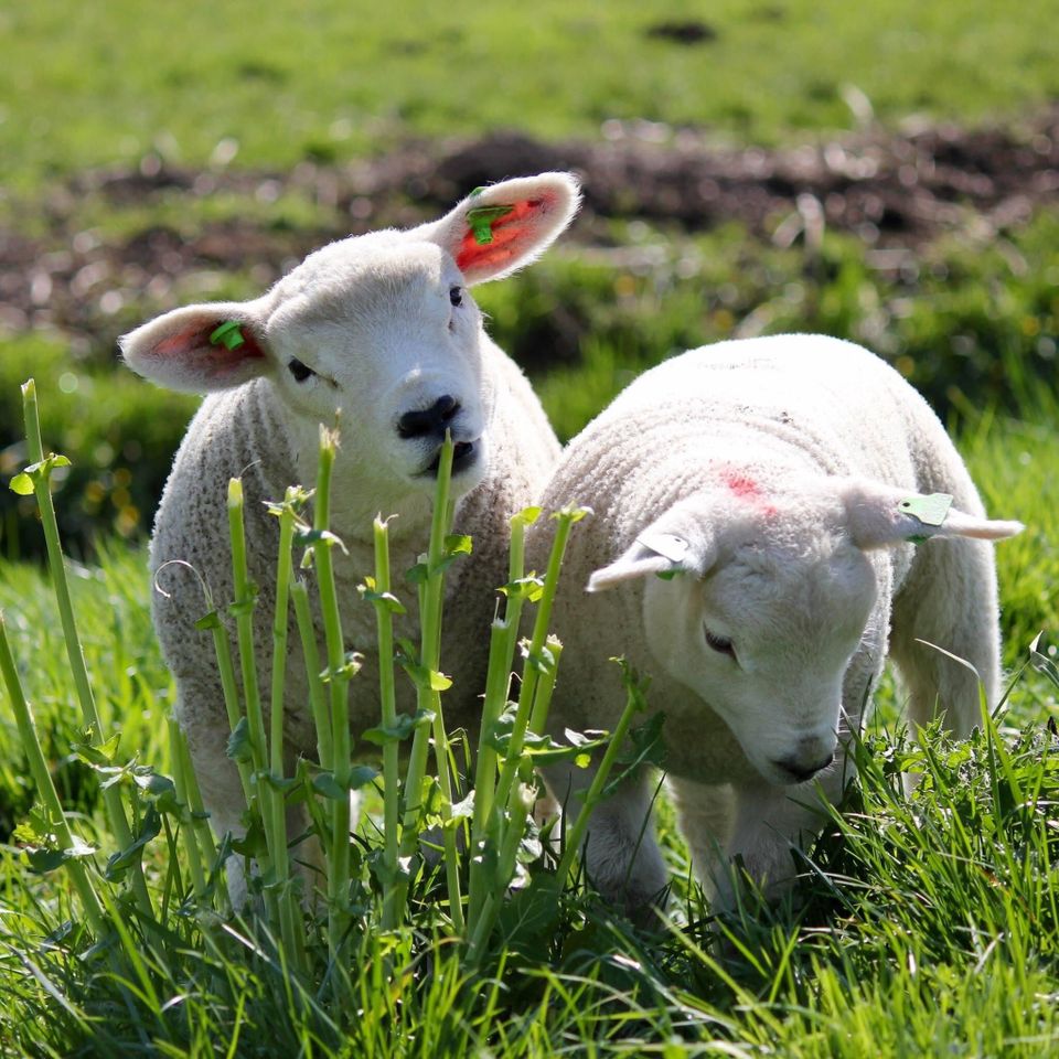 Lammetjes in het gras