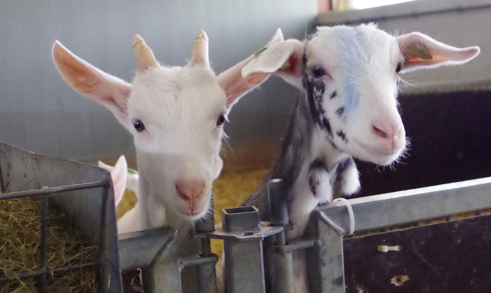 40 Dagen Eten uit de Streek