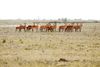 Wildlife in de natuur in Flevoland