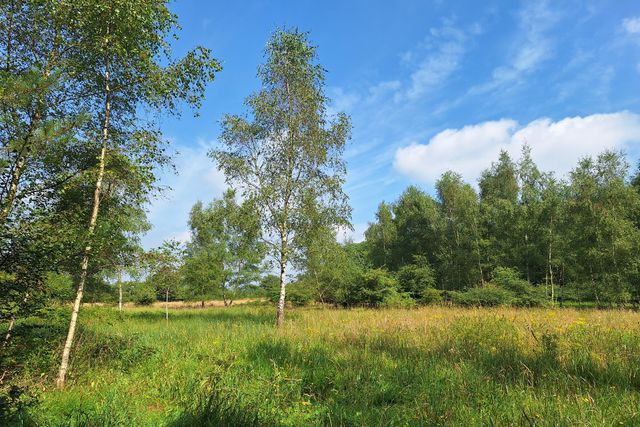 Uitgestrekt grasveld met lange bomen.