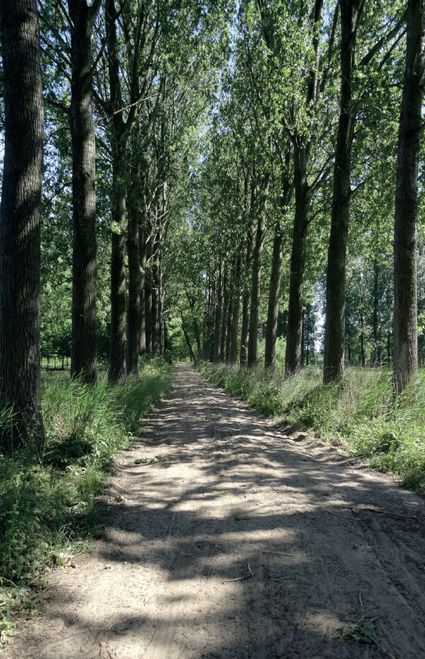 Populierenwandeling