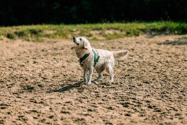 Hond op recreatiegebied