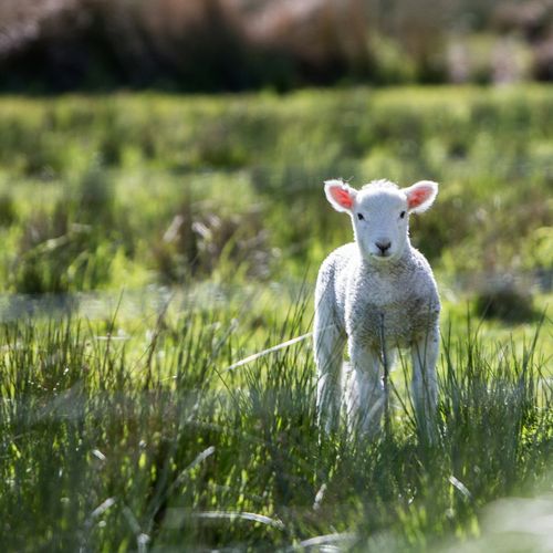 Lammetje in de wei