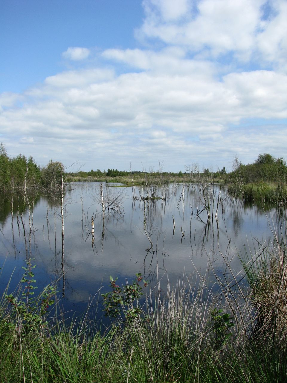 Veenlandschap met water