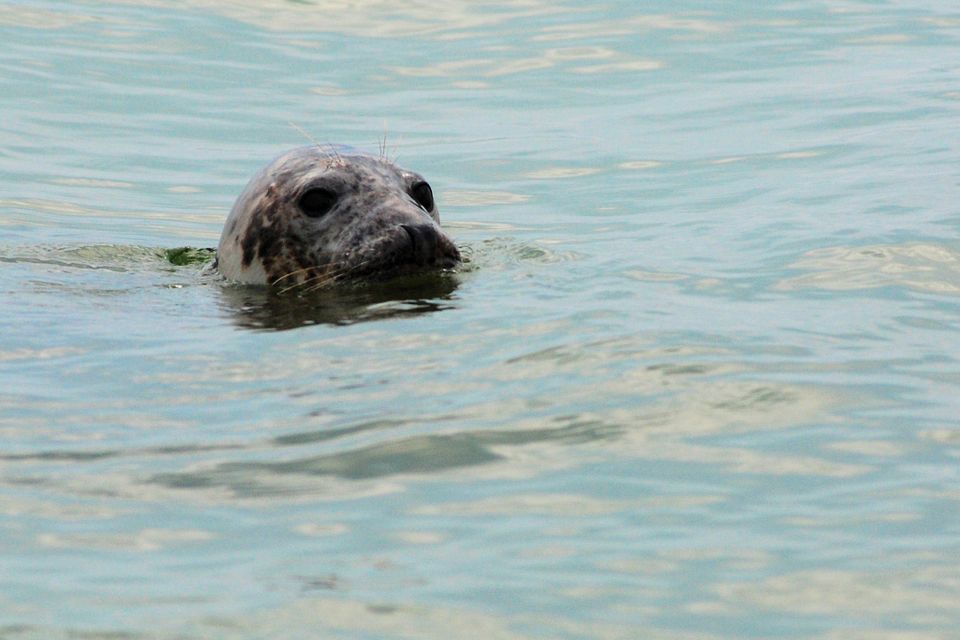 Zeehond met kop boven water