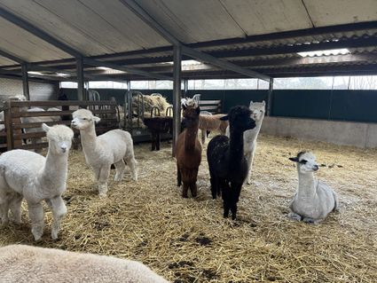In de Hei - Alpaca's