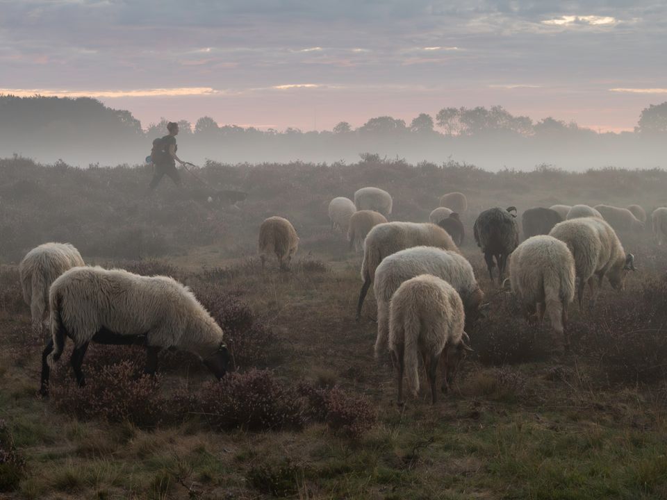 Schapen in de ochtendmist bij Boswachterij Odoorn