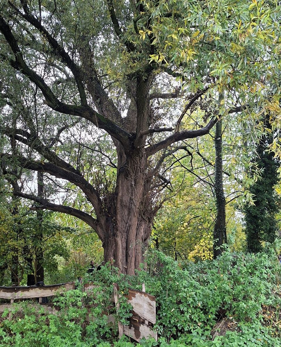 Lecture 'Recognizing Trees' at IVN Laarbeek