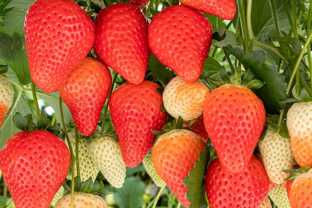 Vermeulen Tuinbouw aardbeien