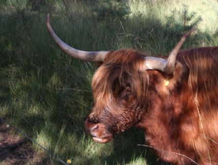Schotse hooglanders in het hoge gras