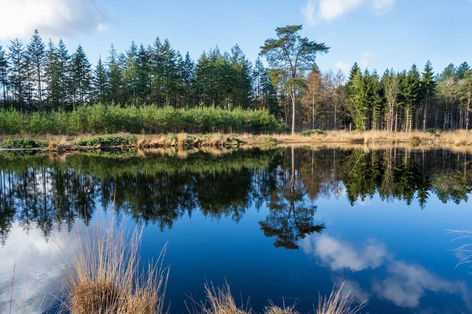 Een ven in de Stiphoutse bosssen in Helmond