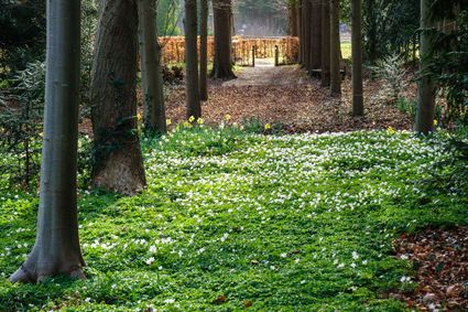 Bloemen langs de zichtas naar het doohof van Sypesteyn