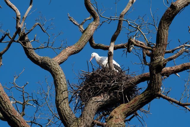 Ooievaar in Vijversburg