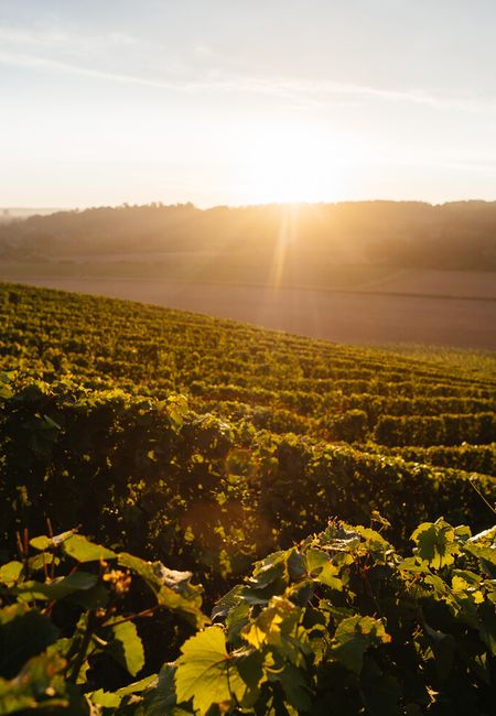 Apostelhoeve vineyard sunshine wine cuttings
