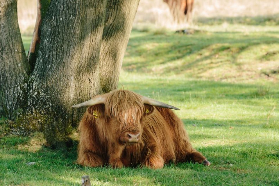 Ein Hochlandrinder liegt unter einem Baum auf einer grünen Wiese.