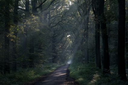 pad in lommerrijk bos
