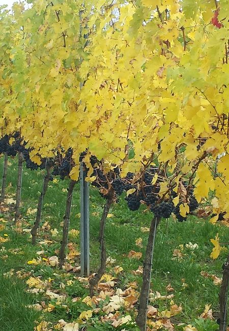 Vineyard Landgoed Overst Voerendaa