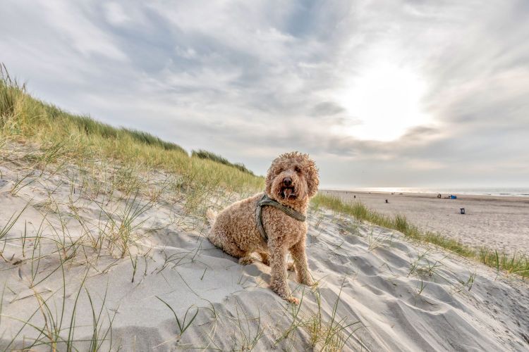 Op-Schouwen-Duiveland-Hond-Op-Strand-Zittend