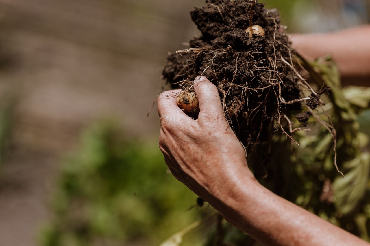 Moestuin Sint Pieter