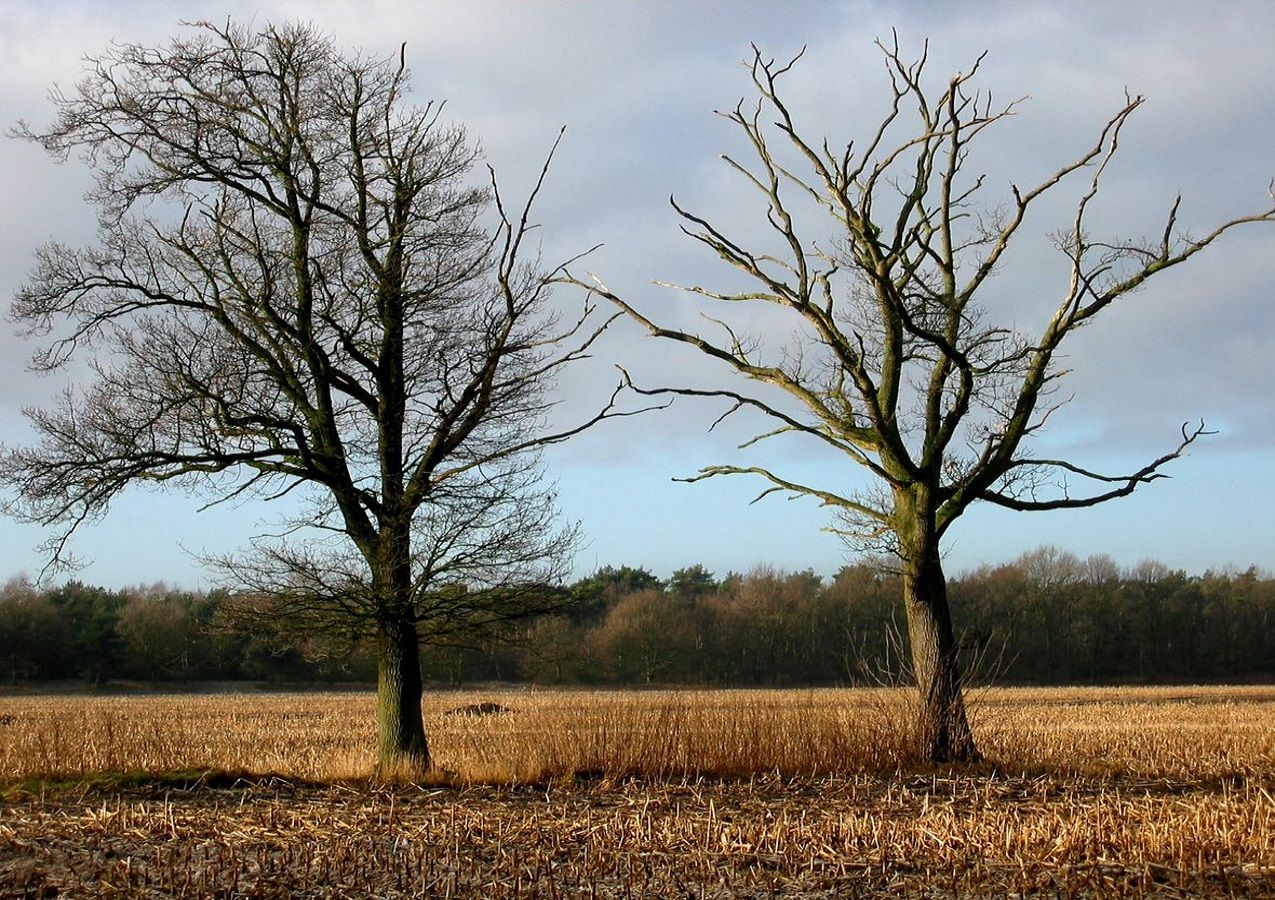 Natuur - Winter met kale bomen