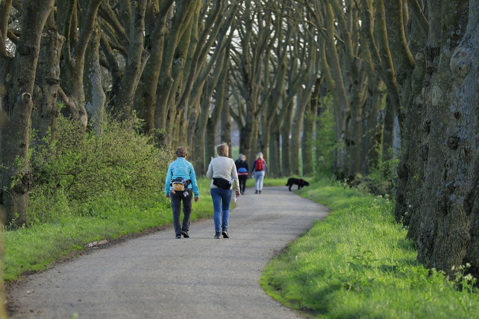 Kloosterwandeltocht door laan met hoge bomen