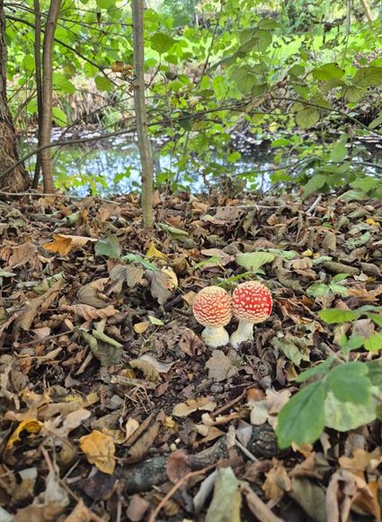 Rode paddenstoelen tussen de herfstbladeren op natuurterrein De Kievit in Harmelen.