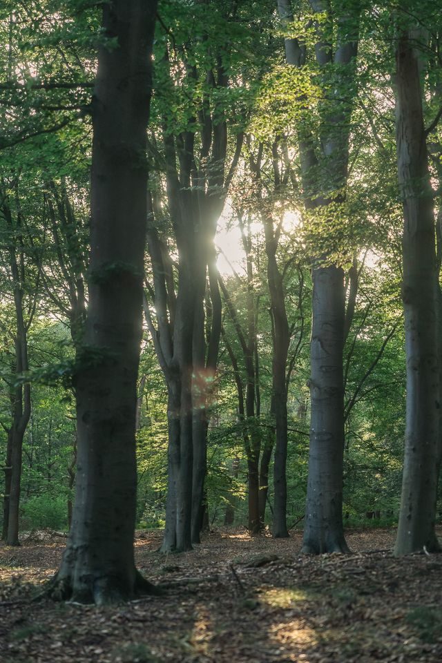 Bomen waar zon doorheen schijnt