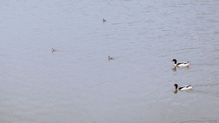 Vogels in het Haringvliet bij vogelobservatorium TIJ in Stellendam