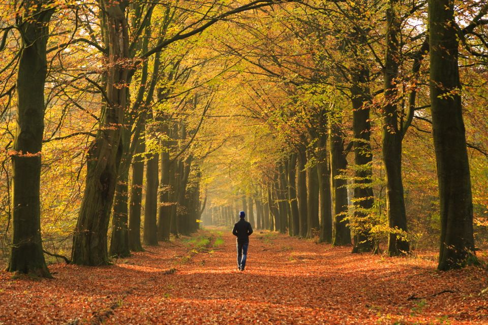 Een man wandelt door het bos waar de grond bezaaid is met bladeren in herfstkleuren.