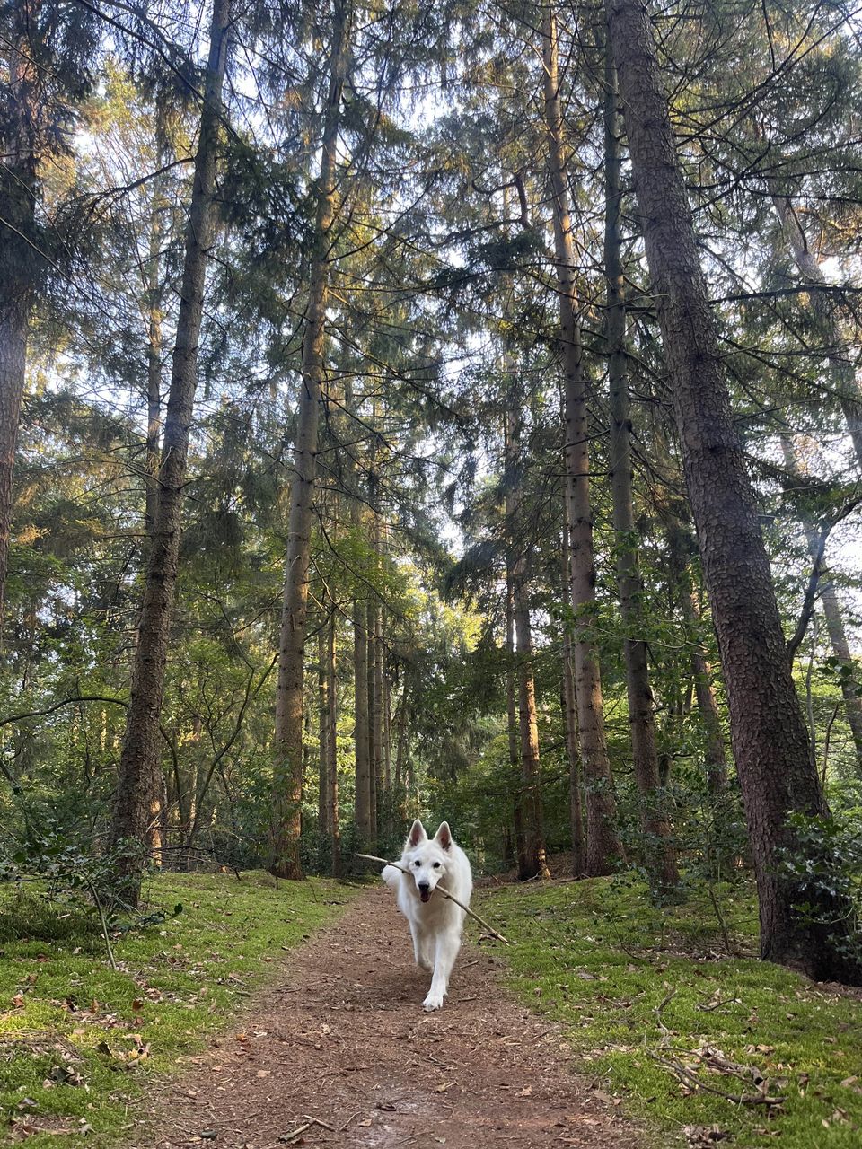 Zeisterbos met hond