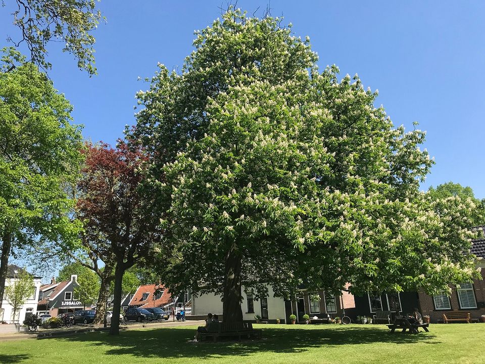 Een grote boom in 't Landje in De Beemster