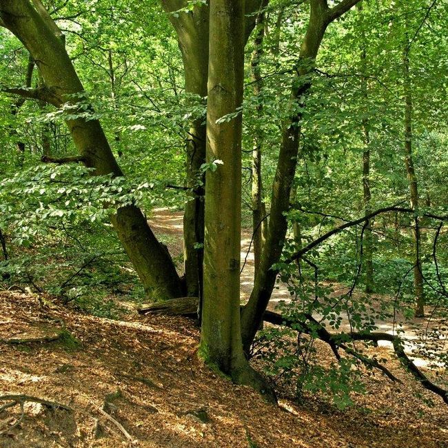 item-image