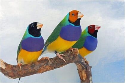 Open Laarbeekkampioenschappen vogelvereniging Beek en Donk