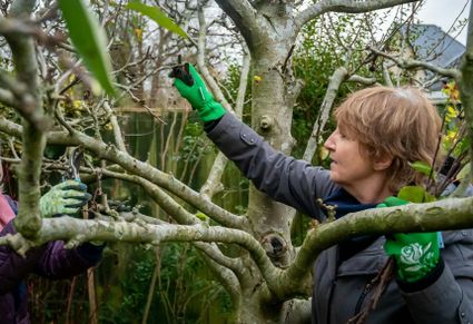 twee vrouwen snoeien een nog winterkale fruitboom