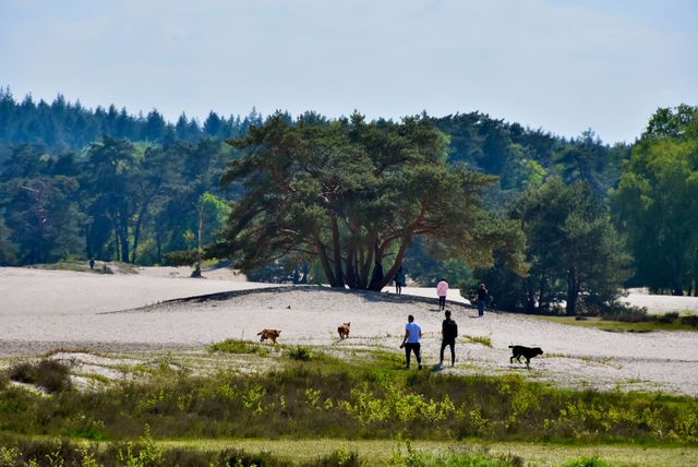 Twee mensen wandelen met hun honden in de Soesterduinen