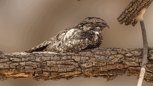 foto: staatsbosbeheer