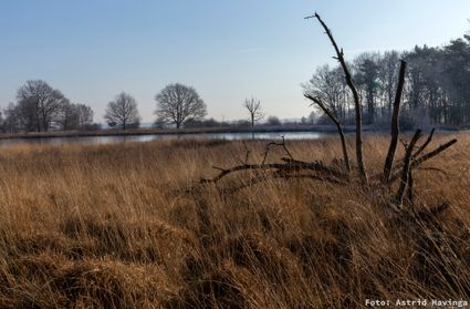 Bomenexcurisie Dwingelderveld vanaf Achter 't Zaand