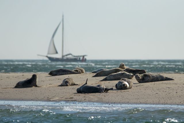 Groep zeehonden op Vlieland zandplaat, op achtergrond zeilboot