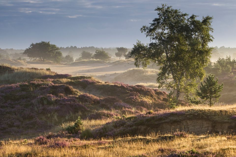 Stuifzandgebied met heide in een Nationaal Park.