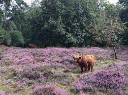 Gasterse Duinen