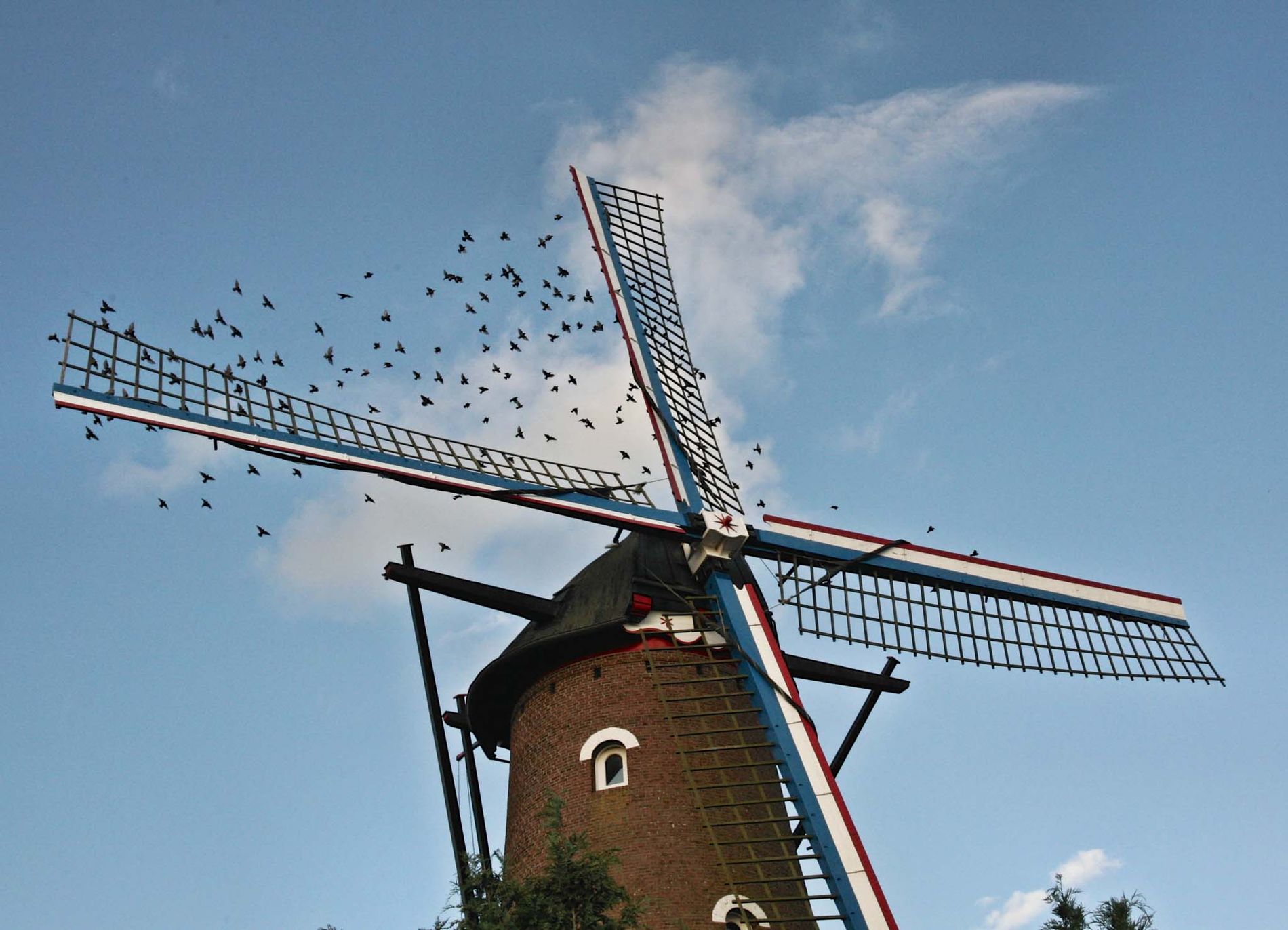 Picture of the mill Fleur in Zevenbergen.