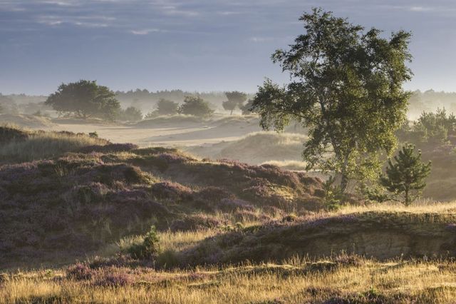 Eine hügelige Landschaft mit Heide und einigen Bäumen.