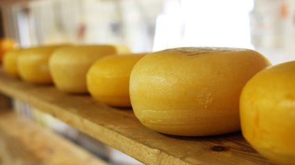 Boerderij Kaasboerderij De Lagebroek, provincie Utrecht, Groene Hart, rij met ambachtelijke Goudse kazen die rijpen op houten planken in de kaasmakerij.