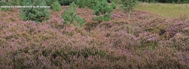 De heide op de Kampina in bloei