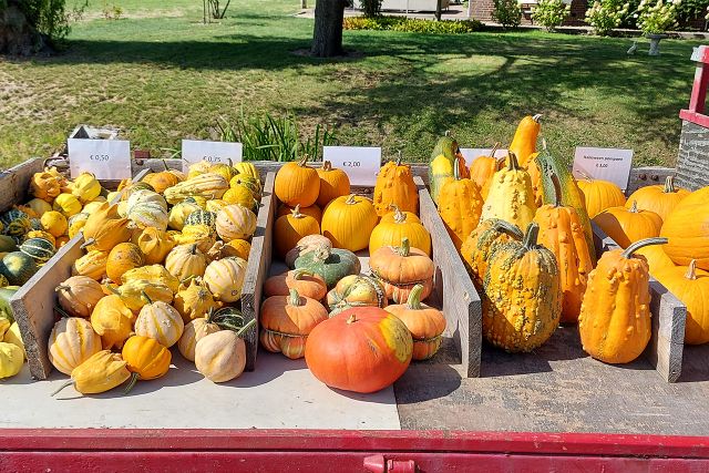 Pompoenen blog formaat