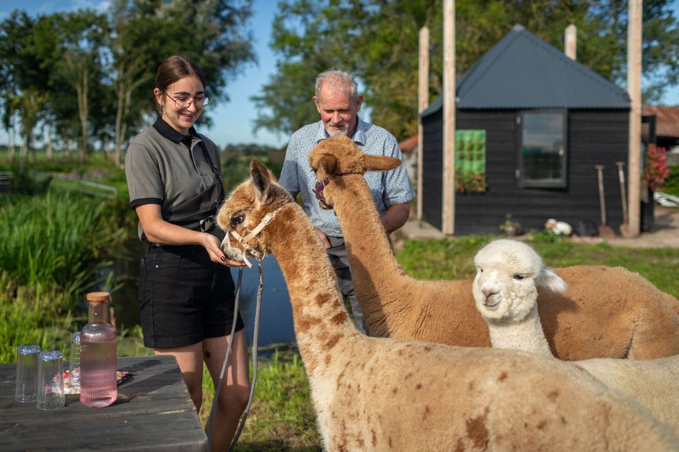 Alpacaboerderij Alpaca Langeslag, Groene Hart, met bezoekers die buiten tussen drie alpaca’s staan en de dieren van dichtbij ontmoeten.
