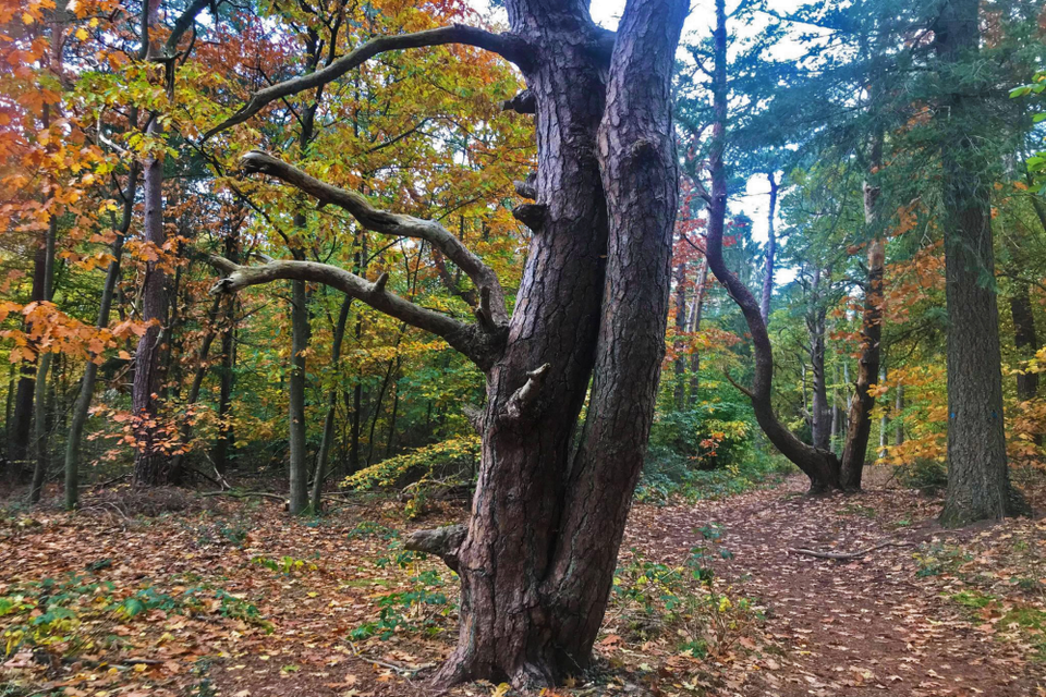 Bomen met herfstkleuren in een bos.