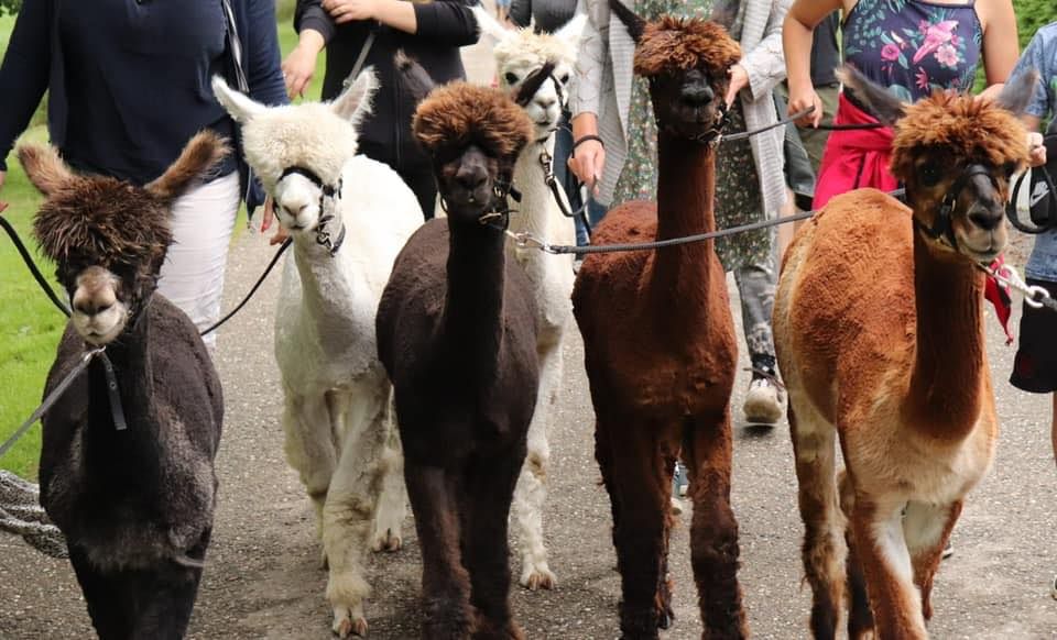 3 alpaca's naast elkaar van de voorkant.