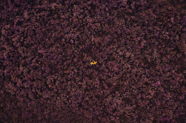 Drone foto van een paars heideveld.
