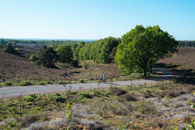 Man fietst door de heidevelden die in bloei staan